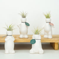 Air Plant Buddy | Tillandsia