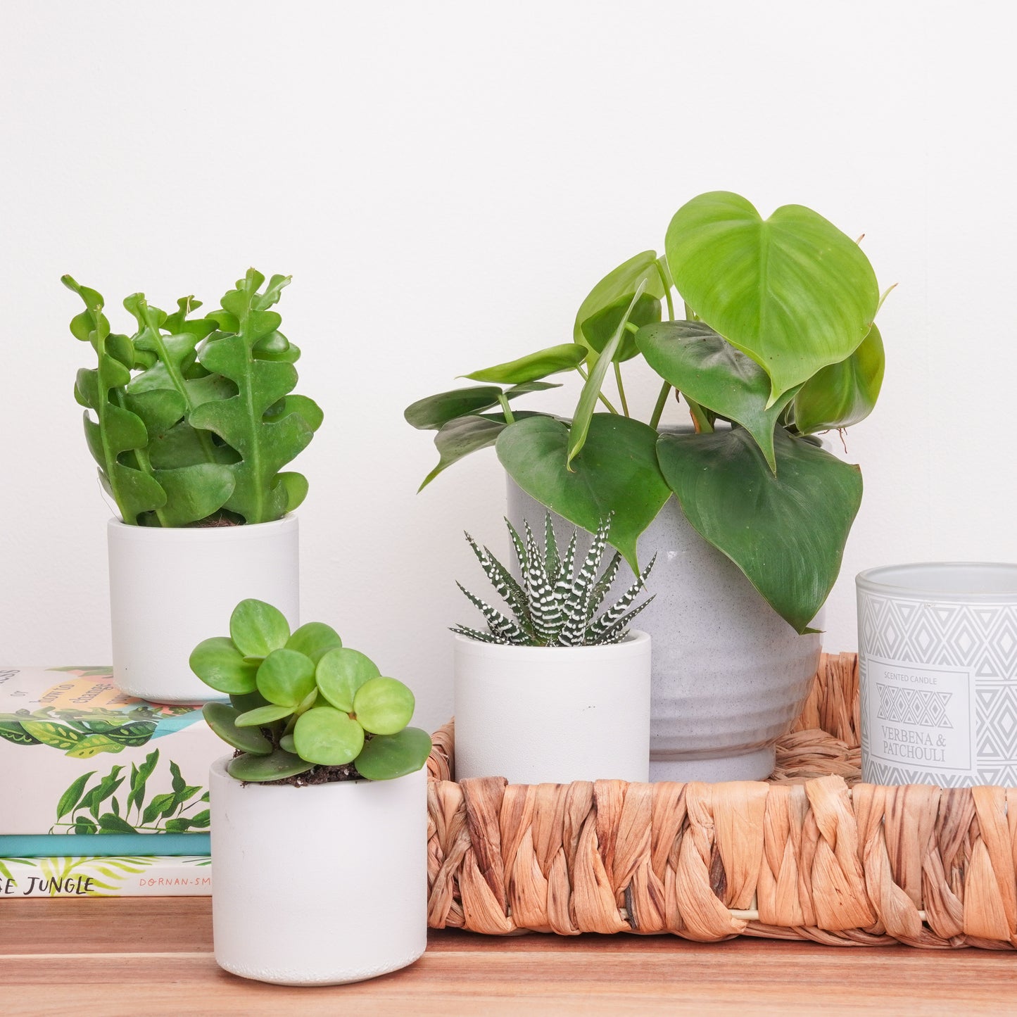 Soft Era | Plant Bundle
