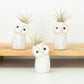 Air Plant Hootie Owl | Tillandsia