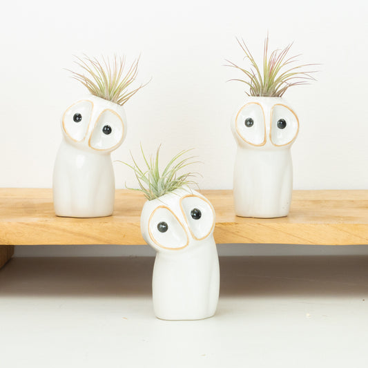 Air Plant Hootie Owl | Tillandsia | Plant Gifts