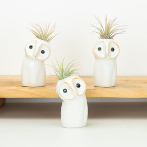 Air Plant Hootie Owl | Tillandsia - Indoor Plant