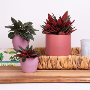 Radiator Plant | Rosso - Indoor Plant