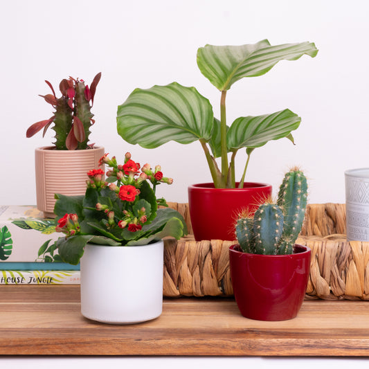 I Prick You | Plant Bundle | Indoor Cactus Plants