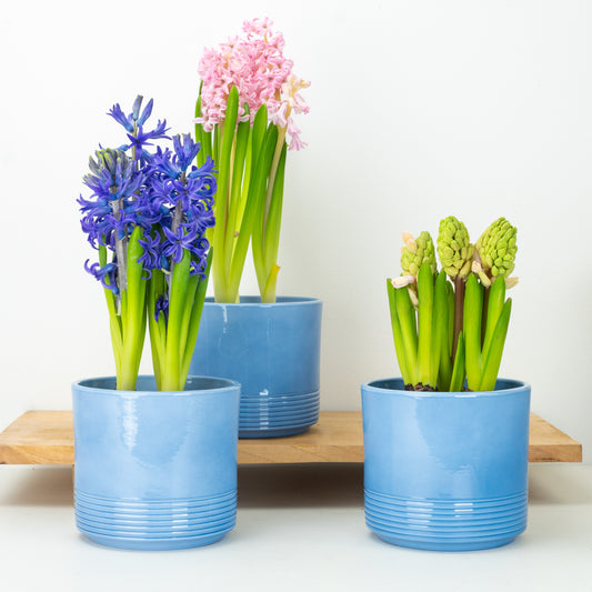 Scented Hyacinths | Surprise Colour | Potted Houseplants
