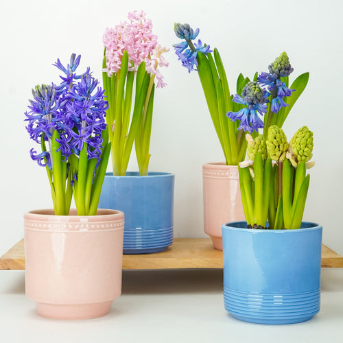 Scented Hyacinths | Surprise Colour