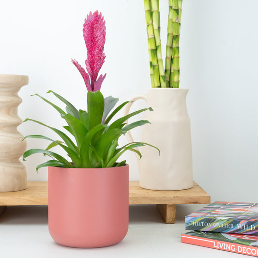 Vriesea Flaming Sword | Glitz & Glam | Pet Safe Plants