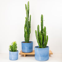 African Milk Tree | Green