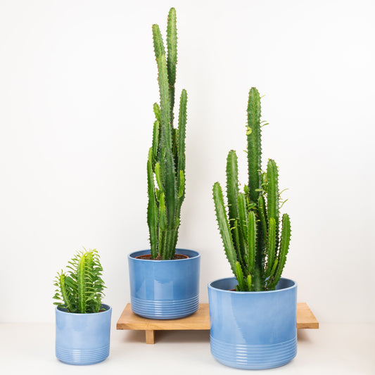 African Milk Tree | Green | Small Plants & Tot Pots