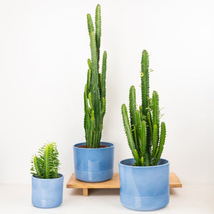 African Milk Tree | Green - Indoor Plant