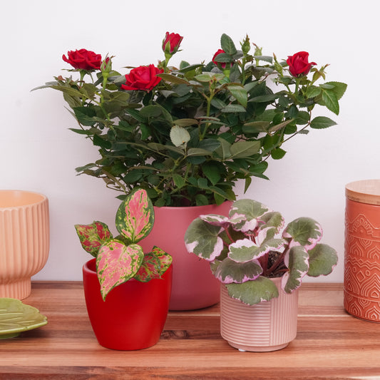 Let Love Grow | Plant Bundle | Air Purifying Plants