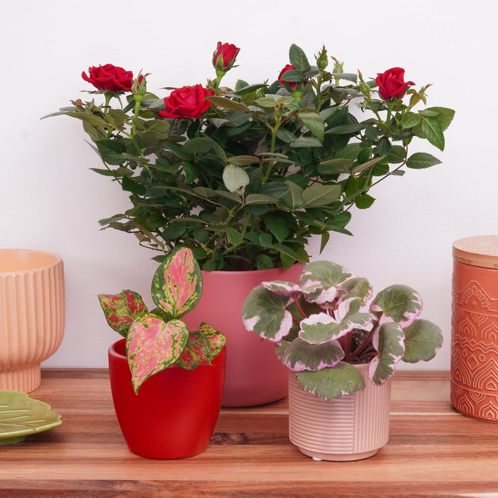 Indoor Let Joy Grow | Plant Bundle | 3 X PLANTS | 3 X POTS | Indoor Plant Bundle