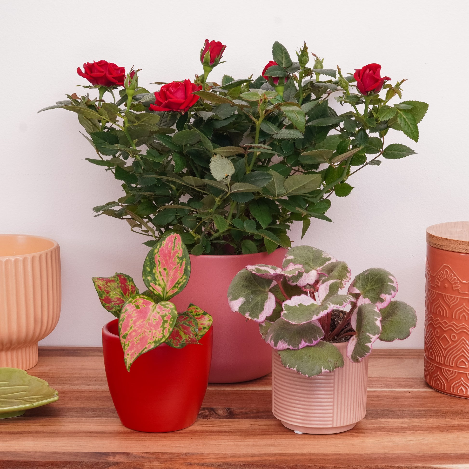 Let Joy Grow | Plant Bundle