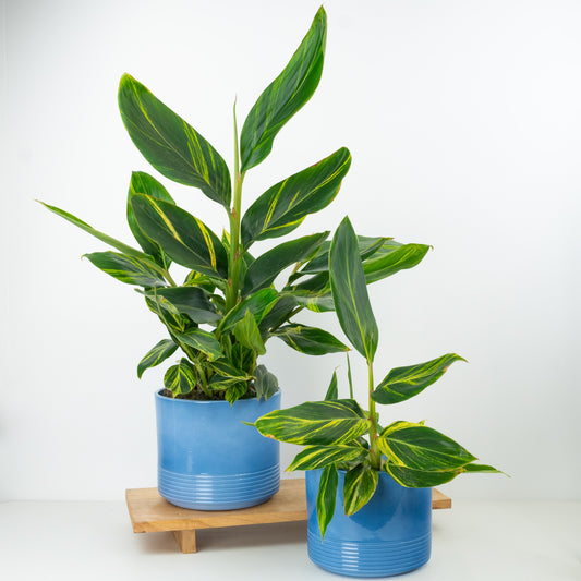 Variegated Ginger | Pet Safe Plants
