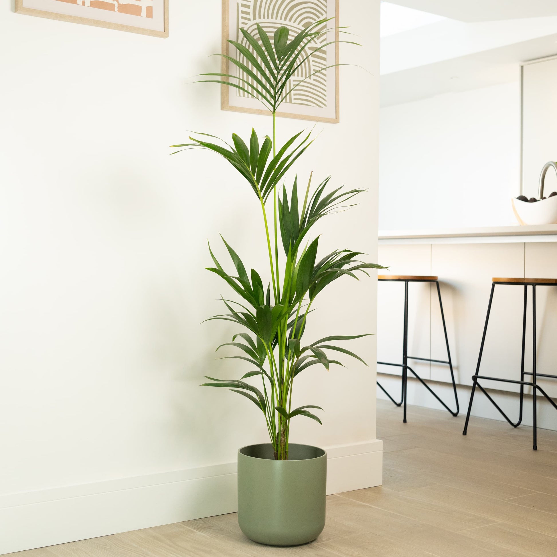 palm house plant Kentia Palm