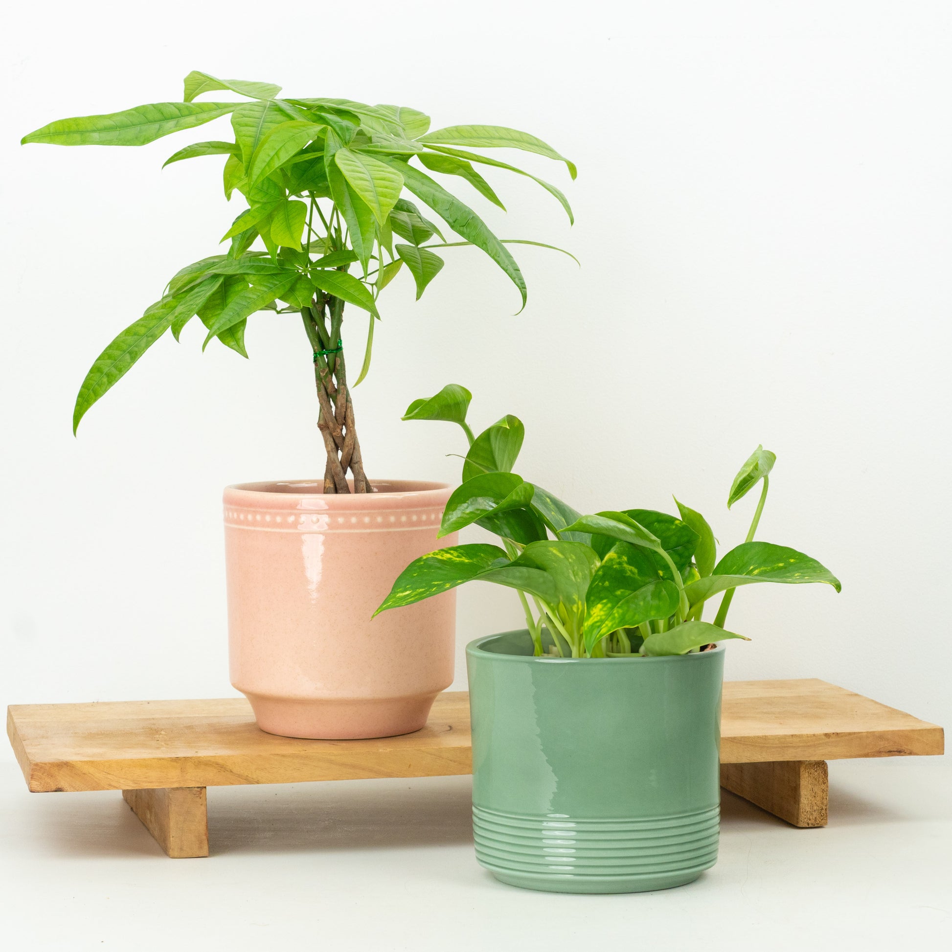 Just Because | Plant Bundle