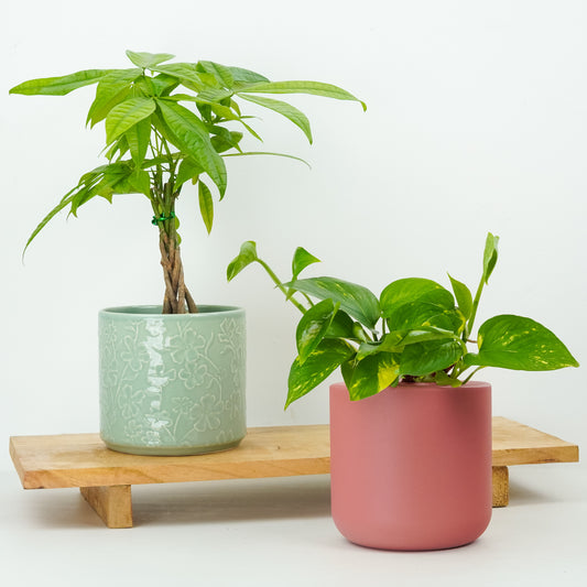 Good Vibes | Plant Bundle | Plant Gifts