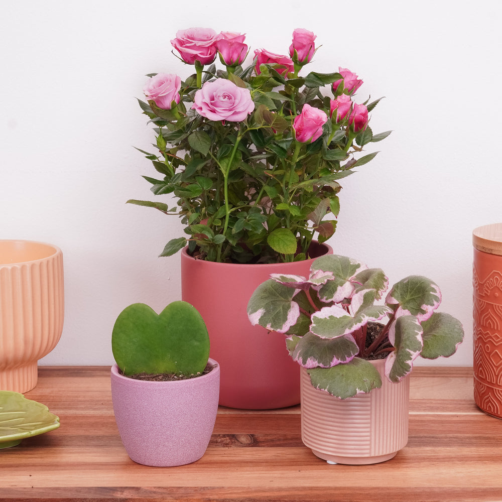 Indoor You Make Me Smile | Plant Bundle | 3 X PLANT | 3 X POTS | Indoor Plant Bundle