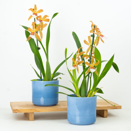 Dancing Ladies Orchid | Orange Renaissance | Rare Orchid | 