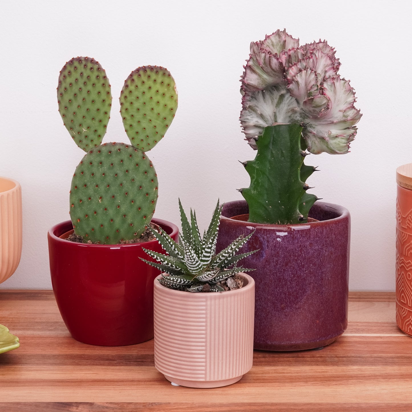 Earthy Calm | Plant Bundle