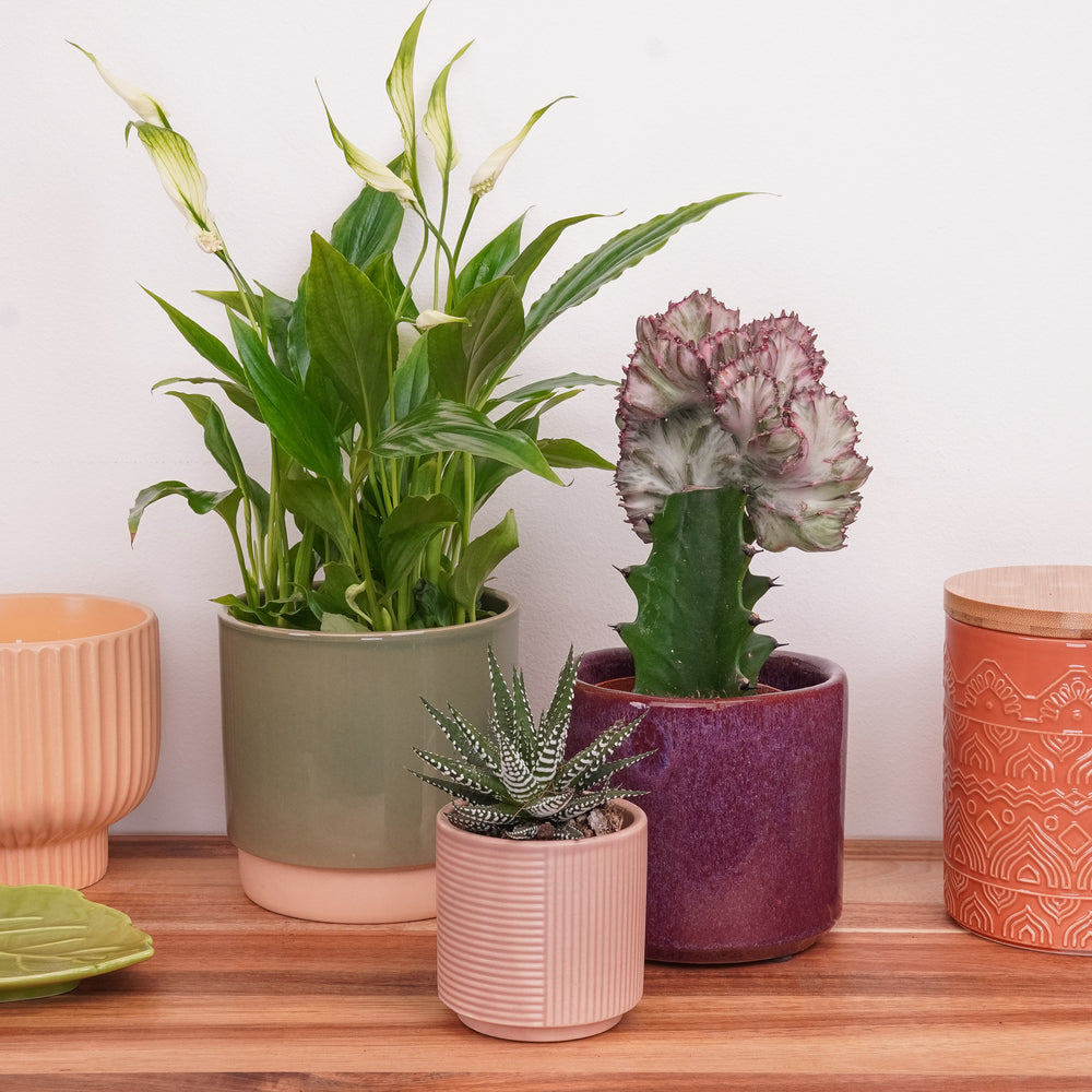 Indoor Sacred Space | Plant Bundle | 3 x PLANTS | 3 X POTS | Indoor Plant Bundle