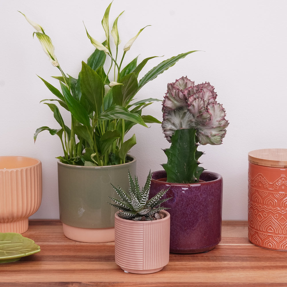 Indoor Sacred Space | Plant Bundle | 3 x PLANTS | 3 X POTS | Indoor Plant Bundle