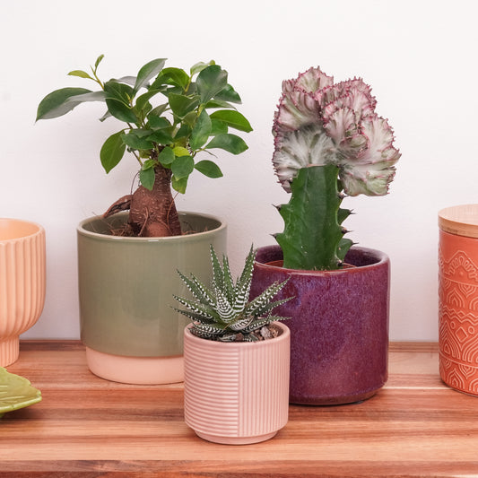 Wildly Wonderful | Plant Bundle | Ficus & Fig Plants