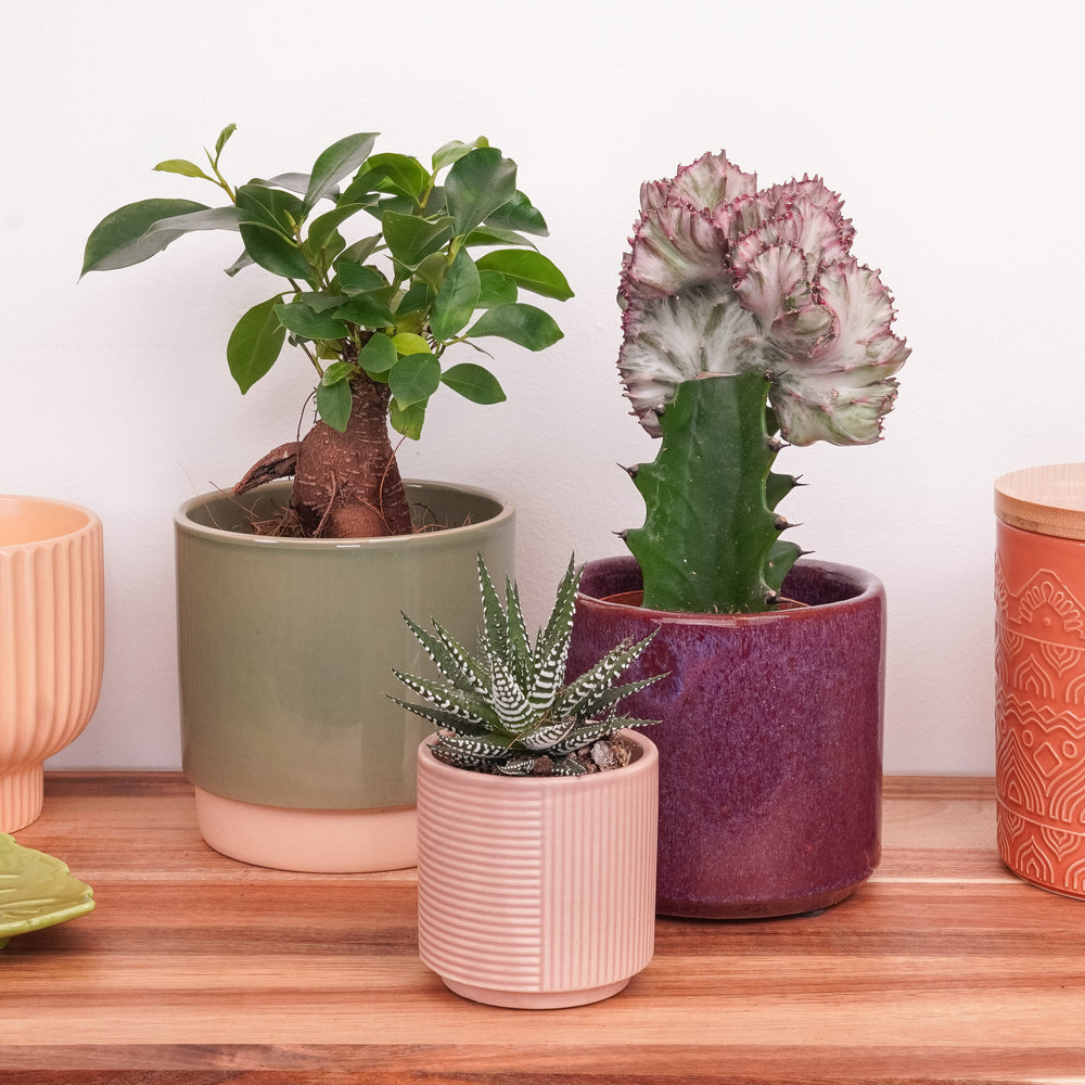 Indoor Wildly Wonderful | Plant Bundle | 3 X PLANTS | 3 X POTS | Indoor Plant Bundle