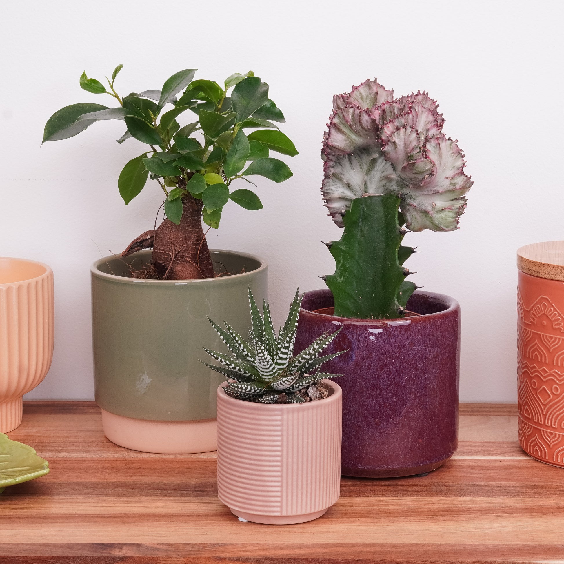 Wildly Wonderful | Plant Bundle