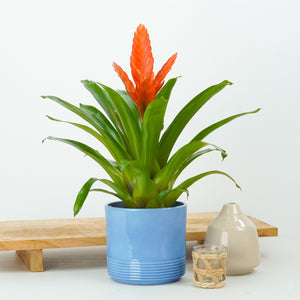 Vriesea Flaming Sword | Orange - Indoor Plant