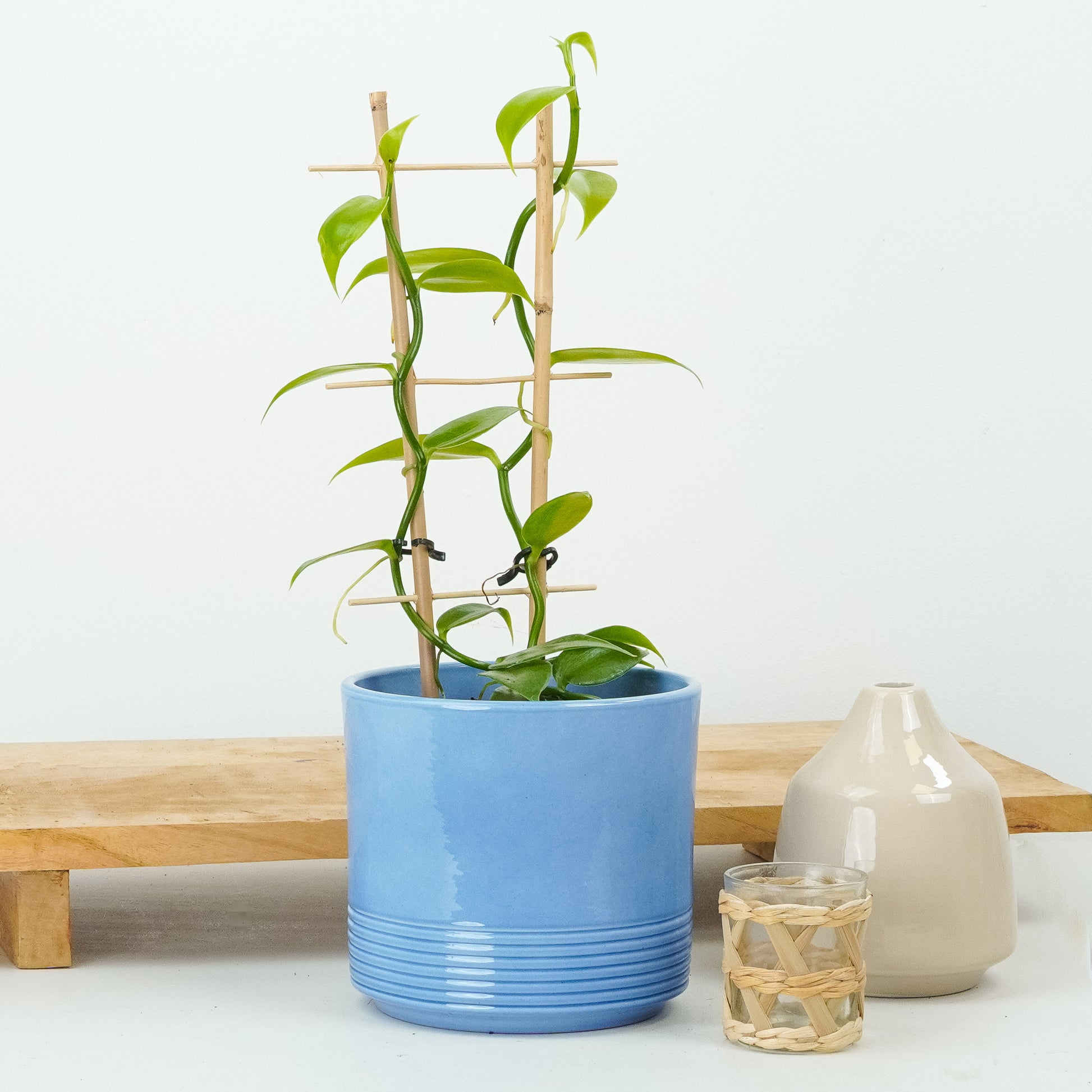 Vanilla Plant | Hard To Find | Rare Plant