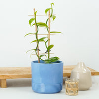 Vanilla Plant | Hard To Find | Rare Plant