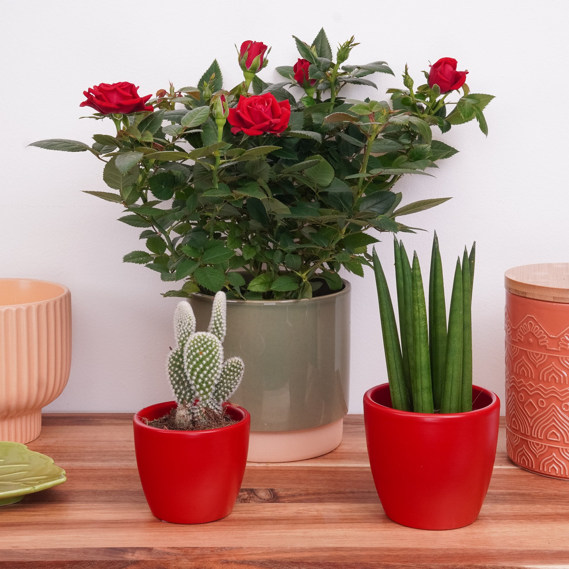 Cupid's Garden | Plant Bundle