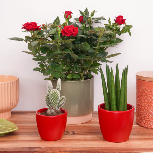 Cupid's Garden | Plant Bundle | Valentine's Day Plants & Gifts