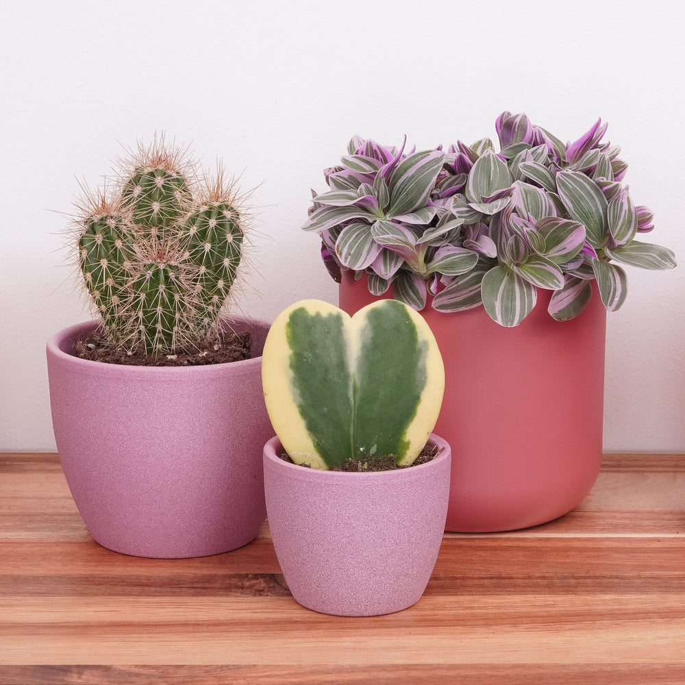 Indoor Love You A Bunch | Plant Bundle | 3 X PLANTS | 3 X POTS | Indoor Plant Bundle