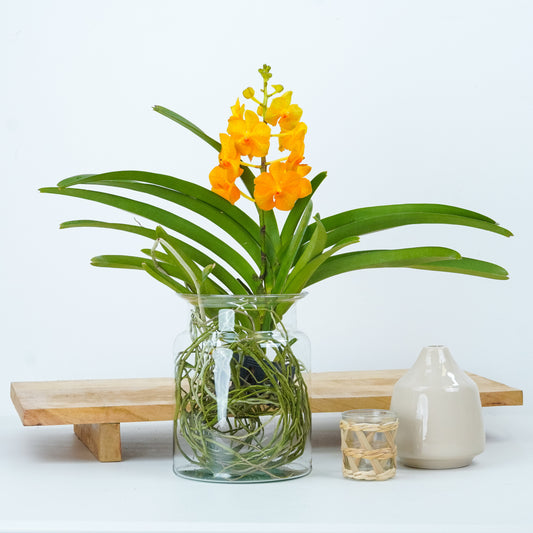 Vanda Orchid | Orange | Plant Gifts