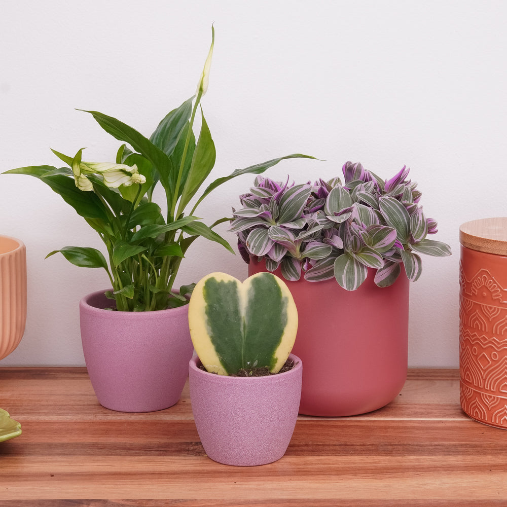 Indoor Simply The Best | Plant Bundle | 3 X PLANTS | 3 X POTS | Indoor Plant Bundle