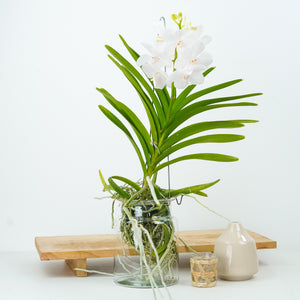Vanda Orchid | White - Indoor Plant