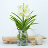 Vanda Orchid | Cream