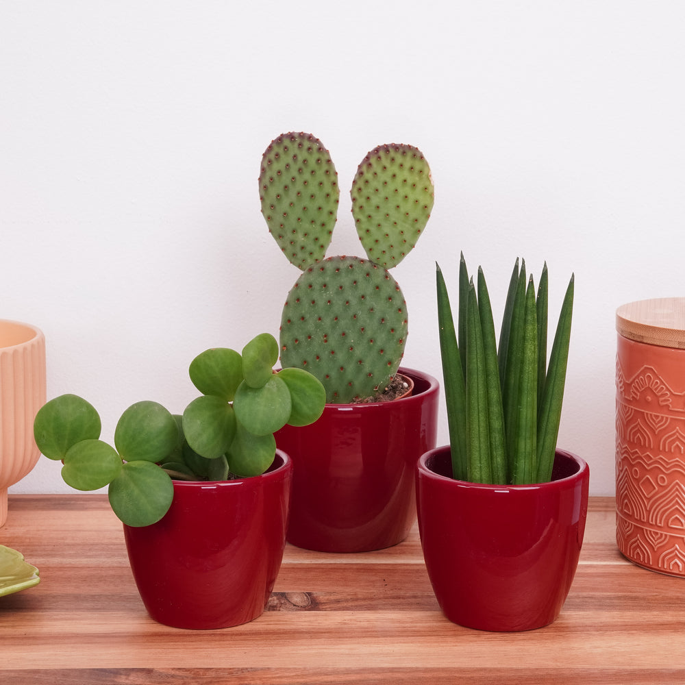 Indoor Secret Admirer | Plant Bundle | 3 X PLANTS | 3 X POTS | Indoor Plant Bundle