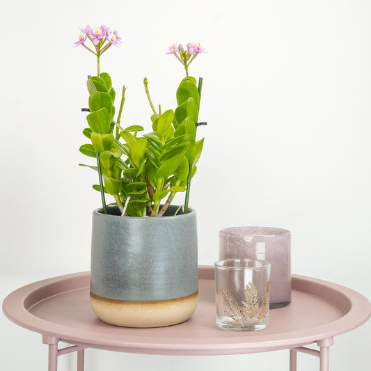 Epidendrum Ibaguense | Surprise Colour | Potted Houseplants