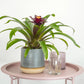 Bromeliad | Rich Francesca