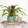 Bromeliad | Rich Francesca