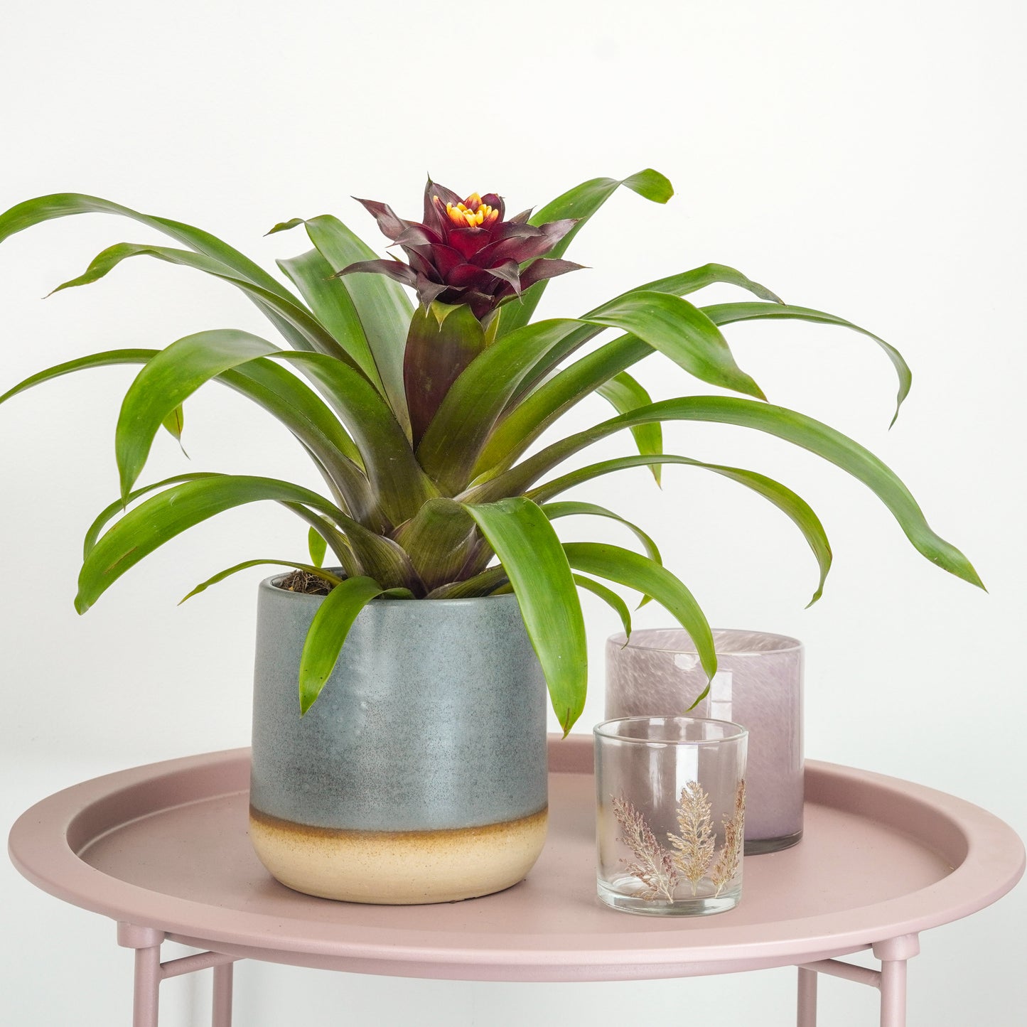 Bromeliad | Rich Francesca