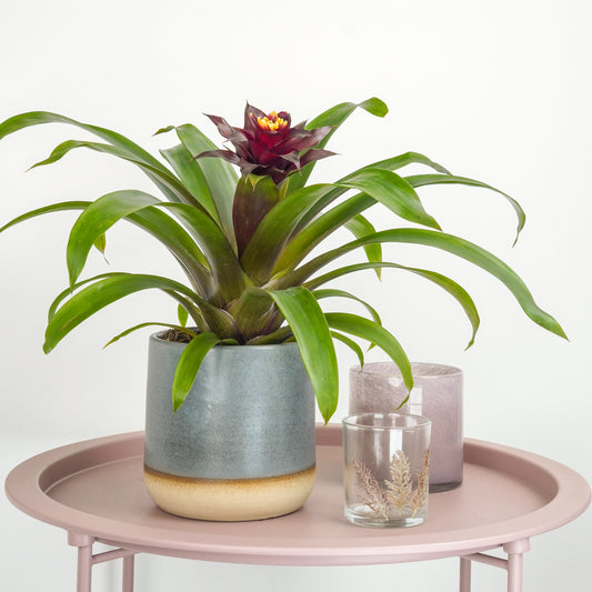 Bromeliad | Rich Francesca | Indoor Plants On Sale