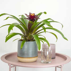 Bromeliad | Rich Francesca - Indoor Plant