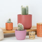 Silver Torch Cactus