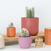 Silver Torch Cactus