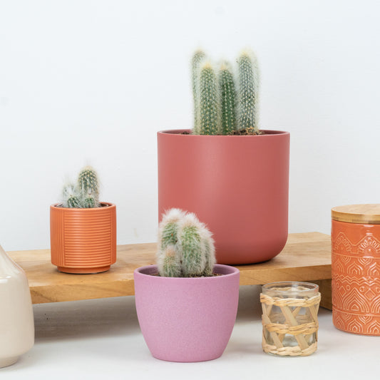 Silver Torch Cactus | Small Plants & Tot Pots