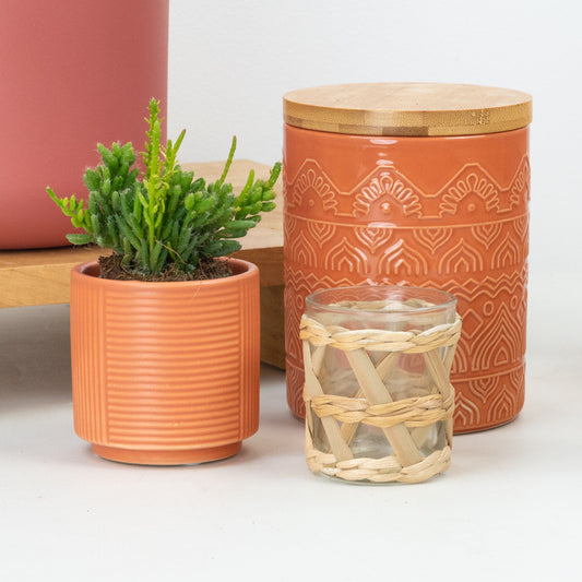 Bottlebrush Cactus | Pet Safe Plants