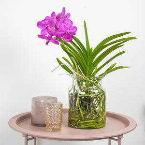 Vanda Orchid | Maroon - Indoor Plant